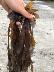 Desmarestia herbacea