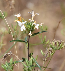 Collomia grandiflora