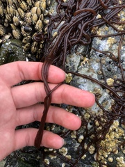 Nemalion vermiculare