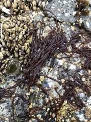 Nemalion vermiculare