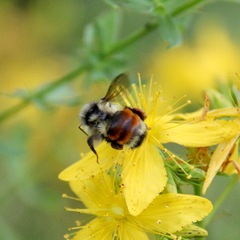 Bombus ternarius
