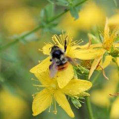 Bombus ternarius