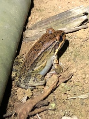Leptodactylus rhodonotus