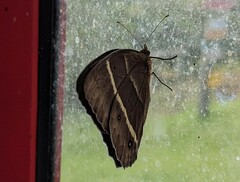 Parataygetis lineata