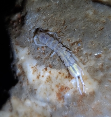 Caecidotea acuticarpa