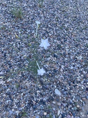 Ipomopsis longiflora