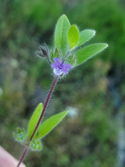 Trichostema oblongum