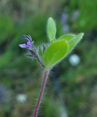 Trichostema oblongum