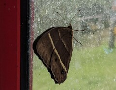 Parataygetis lineata