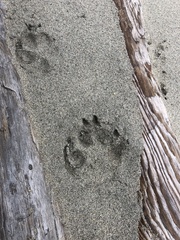 Canis lupus crassodon