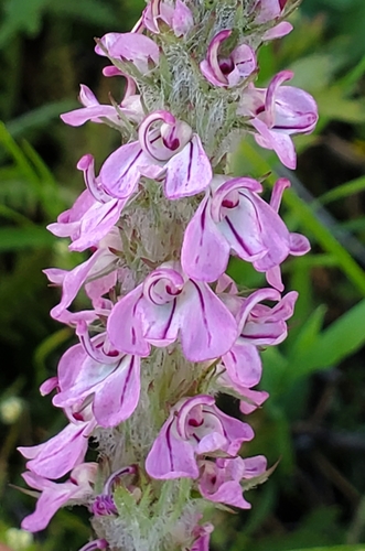 Pedicularis attollens