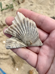 Chesapecten