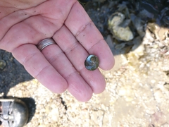 Steromphala umbilicalis