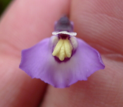 Utricularia grampiana
