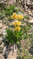 Gentiana punctata