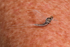 Callibaetis ferrugineus hageni