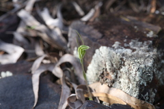 Pterostylis setulosa