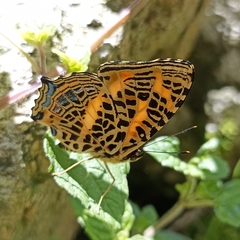 Symbrenthia niphanda