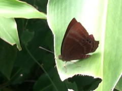 Abisara saturata kausambioides