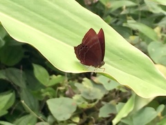 Abisara saturata kausambioides