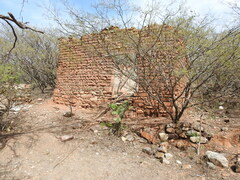 Vachellia campechiana