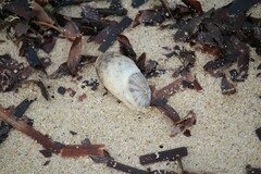 Amblychilepas javanicensis