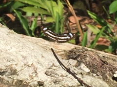 Athyma nefte subrata