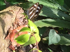 Athyma nefte subrata