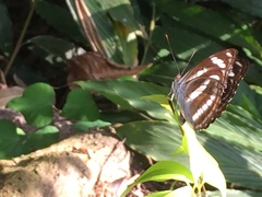 Athyma nefte subrata