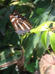 Athyma nefte subrata
