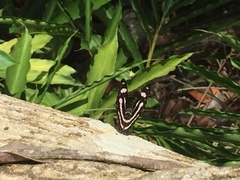 Athyma nefte subrata