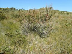 Allocasuarina emuina