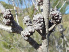 Allocasuarina emuina