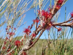 Allocasuarina emuina