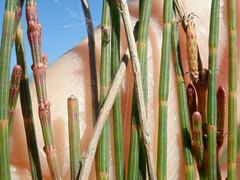 Allocasuarina emuina