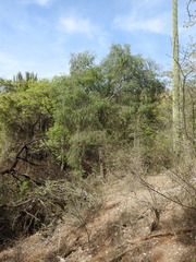 Forchhammeria watsonii