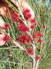Allocasuarina emuina