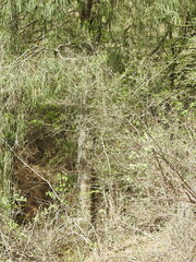 Forchhammeria watsonii