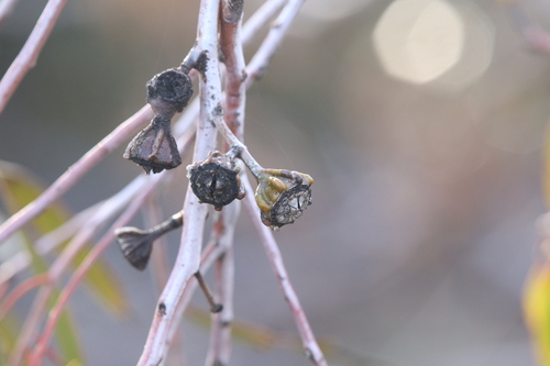 Image of Rib-fruited Mallee by (c) Hugo Innes, some rights reserved (CC BY)