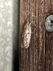 Acantholena siccella