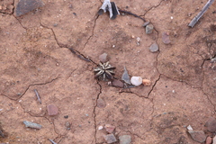 Eucalyptus corrugata