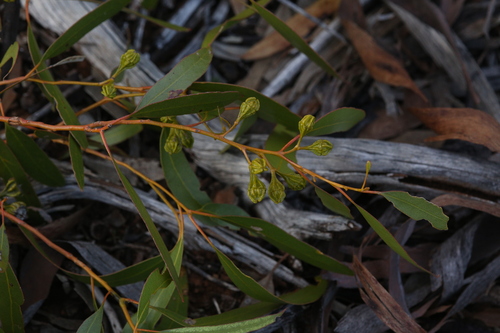 Rib-fruited Mallee (Eucalyptus corrugata)