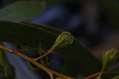 Eucalyptus corrugata