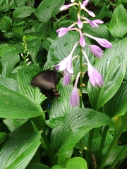 Papilio maackii
