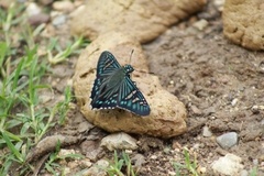 Phocides urania