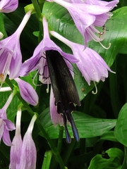 Papilio maackii