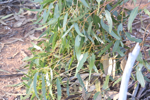 Image of Eucalyptus corrugata by (c) Hugo Innes, some rights reserved (CC BY)
