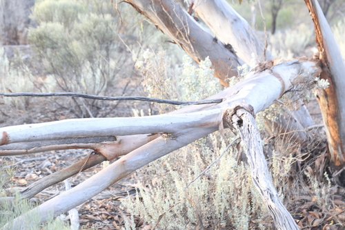 Image of Eucalyptus corrugata by (c) Hugo Innes, some rights reserved (CC BY)