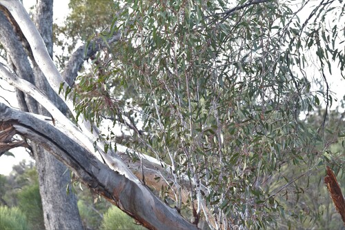 Image of Eucalyptus corrugata by (c) Hugo Innes, some rights reserved (CC BY)
