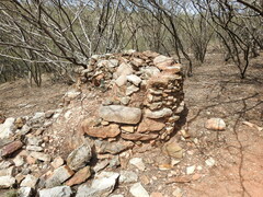 Vachellia campechiana